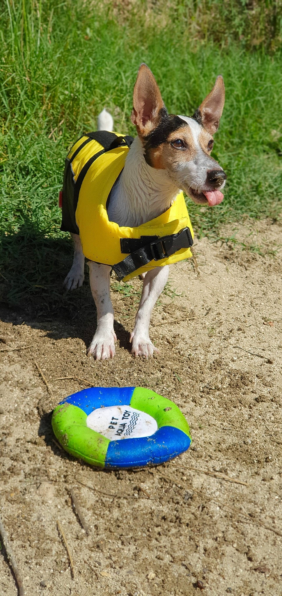 Night a rejoint le concours — aidez-le/la à gagner de superbes lots ! ball, canidae, carnivore, disc_dog, dog, dog_breed, dog_clothes, play, rat_terrier, recreation