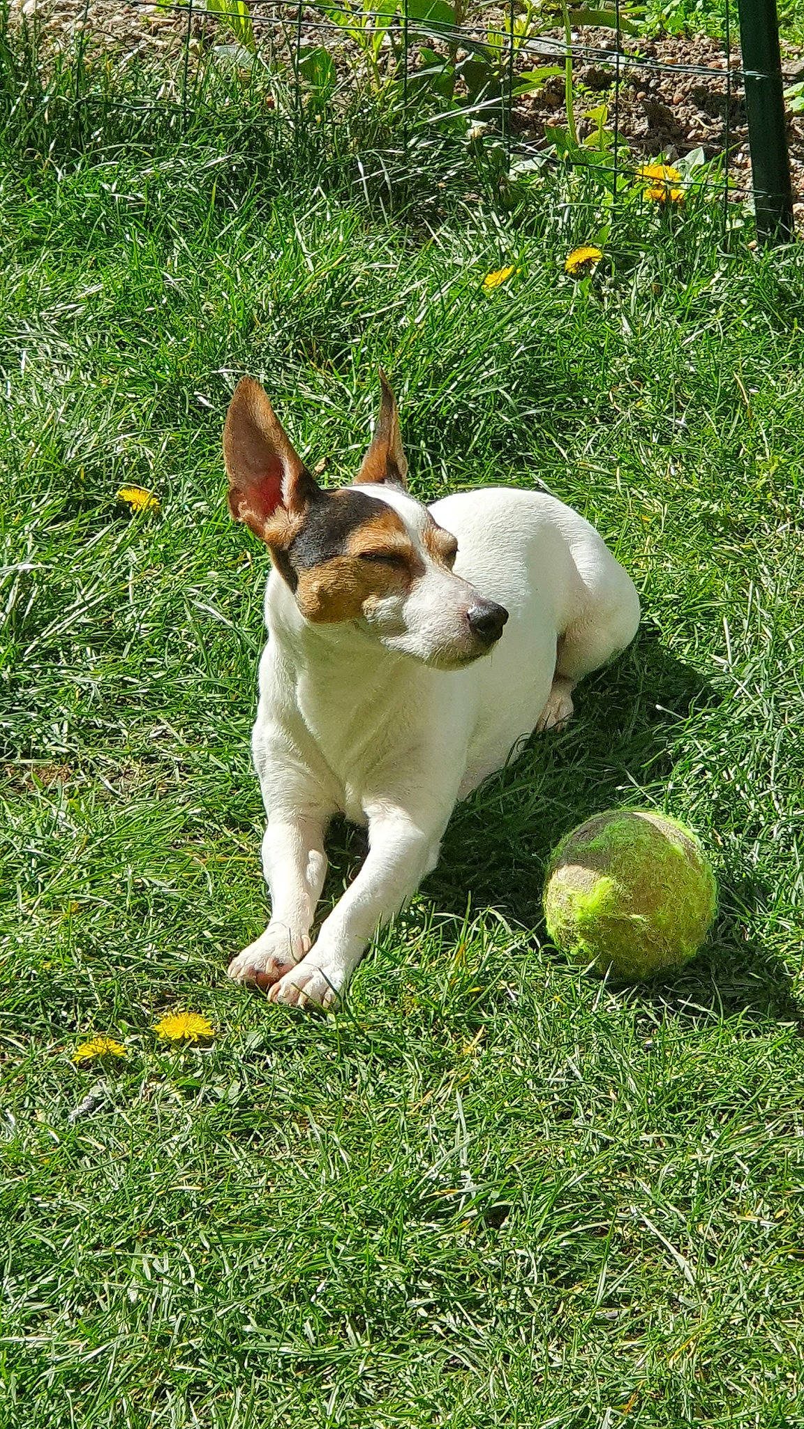Night participe au concours pour gagner de l'argent avec cette photo : canidae, carnivore, companion_dog, dog, dog_breed, fawn, grass, mammal, plant, rat_terrier, sporting_group, tail, teddy_roosevelt_terrier, tenterfield_terrier, terrier, toy_fox_terrier, vertebrate
