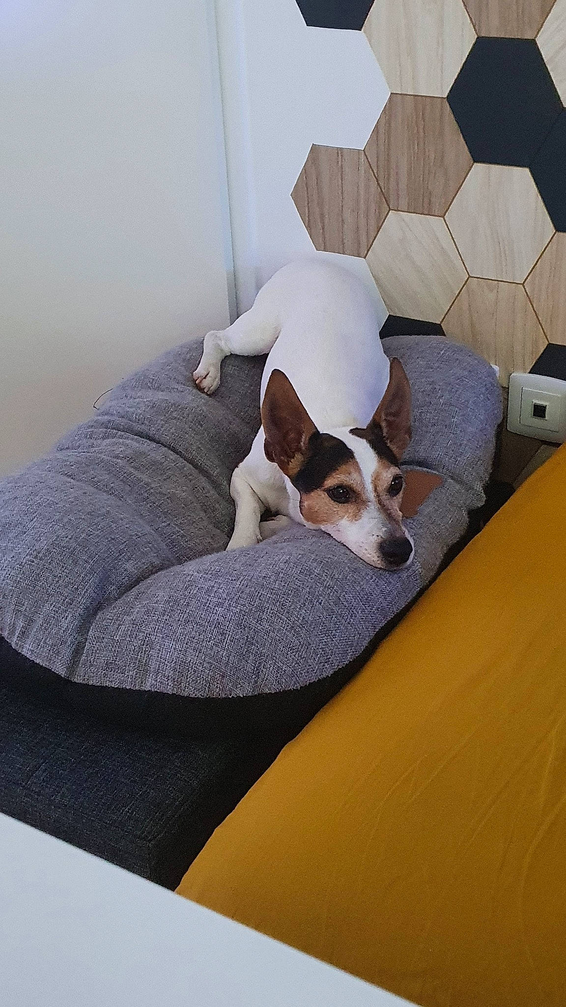 Night a rejoint le concours — aidez-le/la à gagner de superbes lots ! basenji, bed, canidae, carnivore, comfort, companion_dog, couch, dog, dog_breed, furniture, interior_design, jack_russell_terrier, linens, mammal, parson_russell_terrier, rat_terrier, russell_terrier, teddy_roosevelt_terrier
