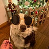 black_and_white_dog, canine, celebration, christmas_lights, christmas_tree, decoration, dog, eyes_covered, festive, floor, fur, hand, holiday, home, indoor, novelty_glasses, nutcracker, pet, sunglasses, wooden_floor