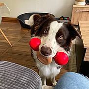 Uston a rejoint le concours — aidez-le/la à gagner de superbes lots ! dog, toy, indoor, pet, brown_and_white, floor, furniture, dog_bed, curious, playing, looking_up, canine, home, wooden_floor, table, chair, living_room, domestic_animal, household, cute