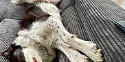 Uston a rejoint le concours — aidez-le/la à gagner de superbes lots ! dog, couch, indoor, pet, resting, relaxed, fur, window, greenery, pillow, cozy, living_room, canine, sleeping, paw, tongue, home, comfort, corduroy, stretched_out