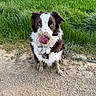 alert, animal, brown_and_white, canine, collar, cute, dirt_path, dog, ears, fluffy, fur, green_grass, muddy, nature, outdoor, pet, playful, sitting, tongue, tongue_out