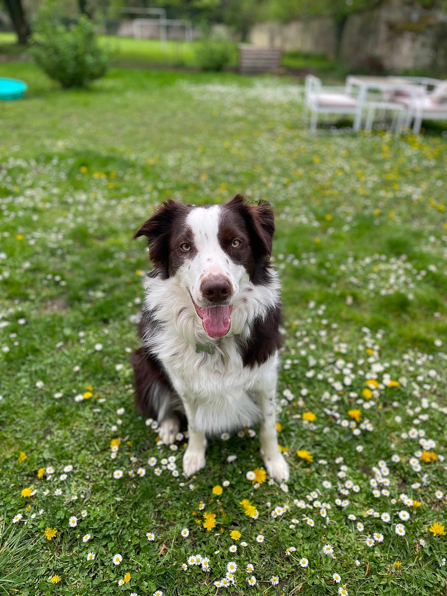 Uston a rejoint le concours — aidez-le/la à gagner de superbes lots ! dog, border_collie, grass, flowers, daisy, dandelion, outdoor, garden, pet, animal, sitting, happy, tongue_out, fur, greenery, nature, summer, daylight, blurred_background, canine