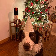 Uston participe au concours pour gagner de l'argent avec cette photo : brown_and_white, celebration, christmas_tree, cute, decorations, dog, fence, festive, holiday, home, indoor, lamp, lights, nutcracker, ornaments, party_hat, pet, plant, wall, wooden_floor
