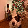 brown_and_white, celebration, christmas_tree, cute, decorations, dog, fence, festive, holiday, home, indoor, lamp, lights, nutcracker, ornaments, party_hat, pet, plant, wall, wooden_floor