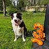animal, balloon, border_collie, dog, flower, garden, grass, greenery, happy, nature, number_three, orange, outdoor, pet, playful, stone_wall, summer, sunny, tongue_out, tree