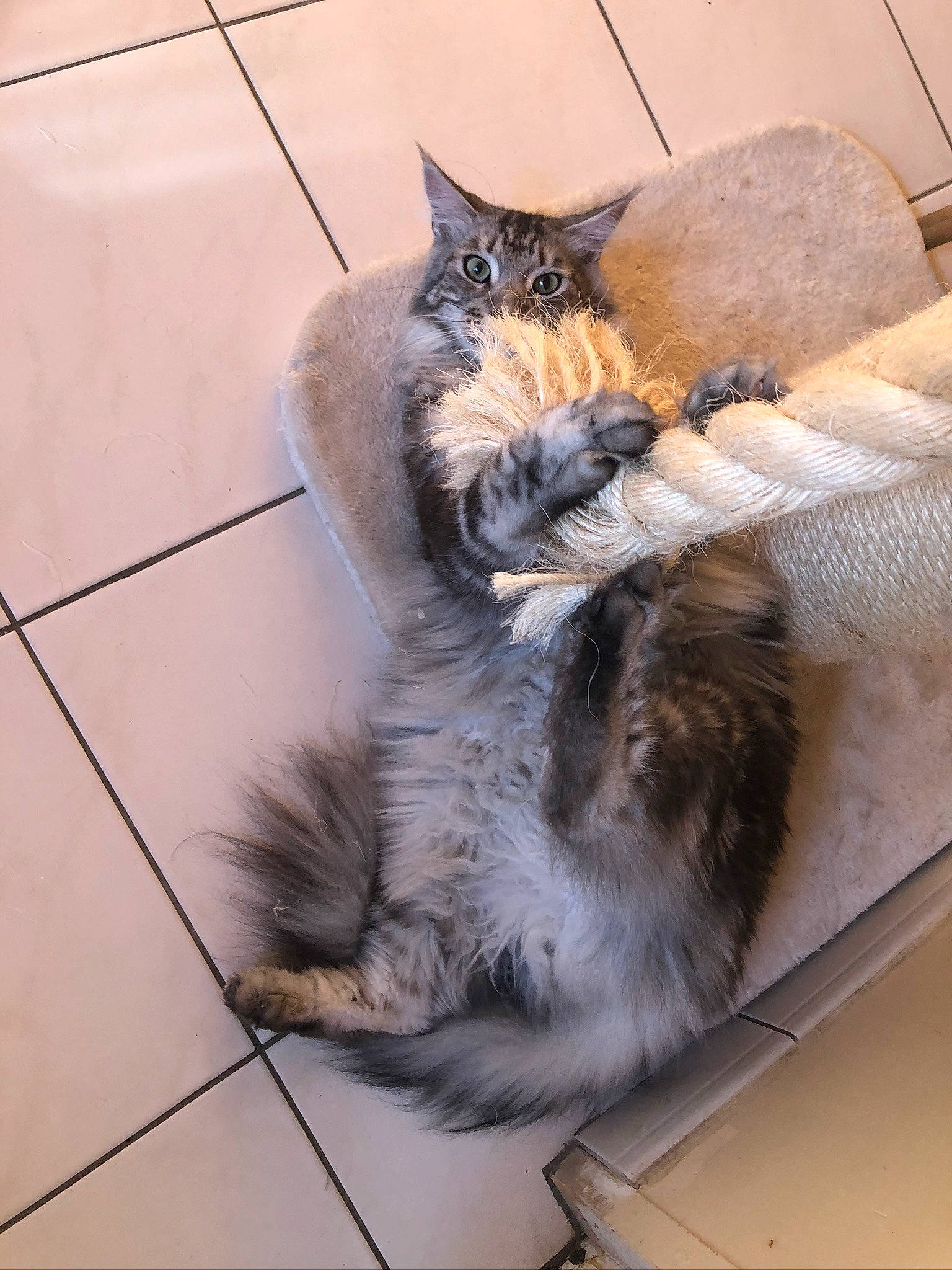 Orko a rejoint le concours — aidez-le/la à gagner de superbes lots ! carnivore, cat, claw, comfort, domestic_short_haired_cat, felidae, floor, flooring, fur, grey, hardwood, mammal, paw, road_surface, sitting, small_to_medium_sized_cats, tail, vertebrate, whiskers, wood