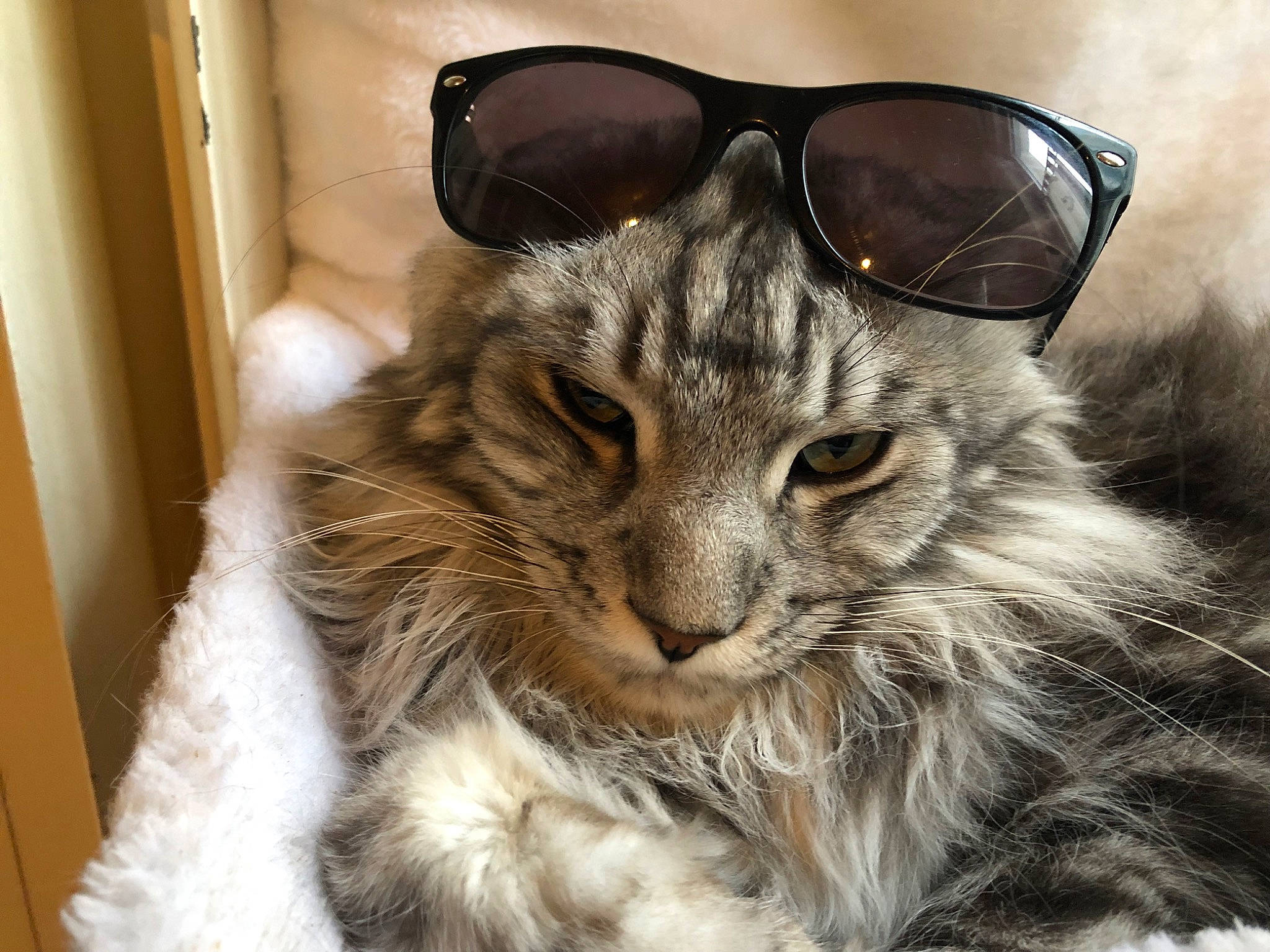 Orko participe au concours pour gagner de l'argent avec cette photo : carnivore, cat, domestic_short_haired_cat, eyewear, felidae, fur, glasses, maine_coon, small_to_medium_sized_cats, snout, terrestrial_animal, vision_care, whiskers, window, wood