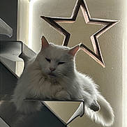 Blanche participe au concours pour gagner de l'argent avec cette photo : cat, white_cat, fluffy, pet, animal, indoor, staircase, metal, star_decoration, wall, relaxed, resting, feline, cute, domestic_animal, home, lighting, shadow, portrait, decor