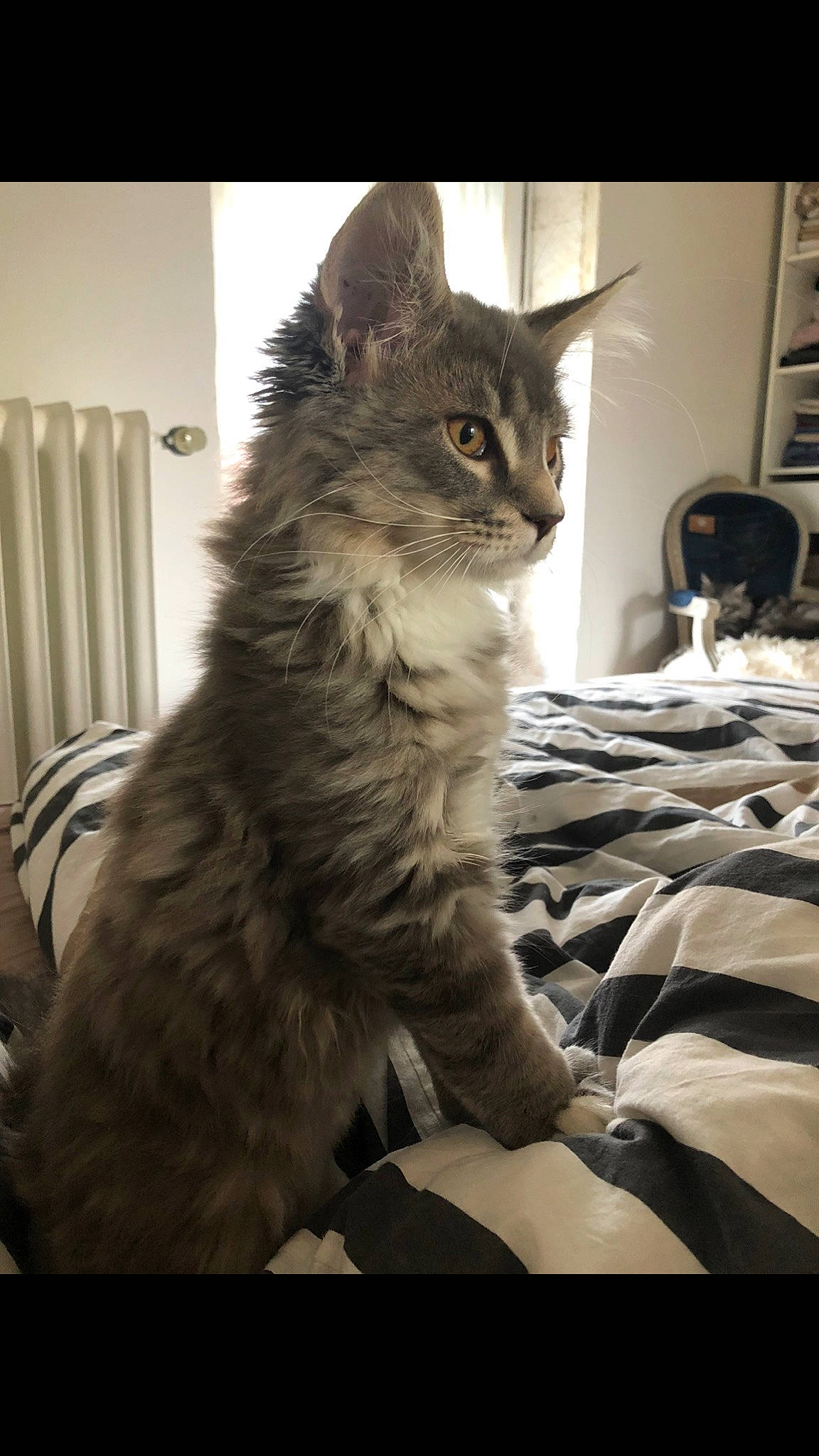 Ruby participe au concours pour gagner de l'argent avec cette photo : box, carnivore, cat, claw, comfort, darkness, domestic_short_haired_cat, felidae, fur, grey, maine_coon, monochrome, monochrome_photography, paw, sitting, small_to_medium_sized_cats, snout, tail, terrestrial_animal, whiskers