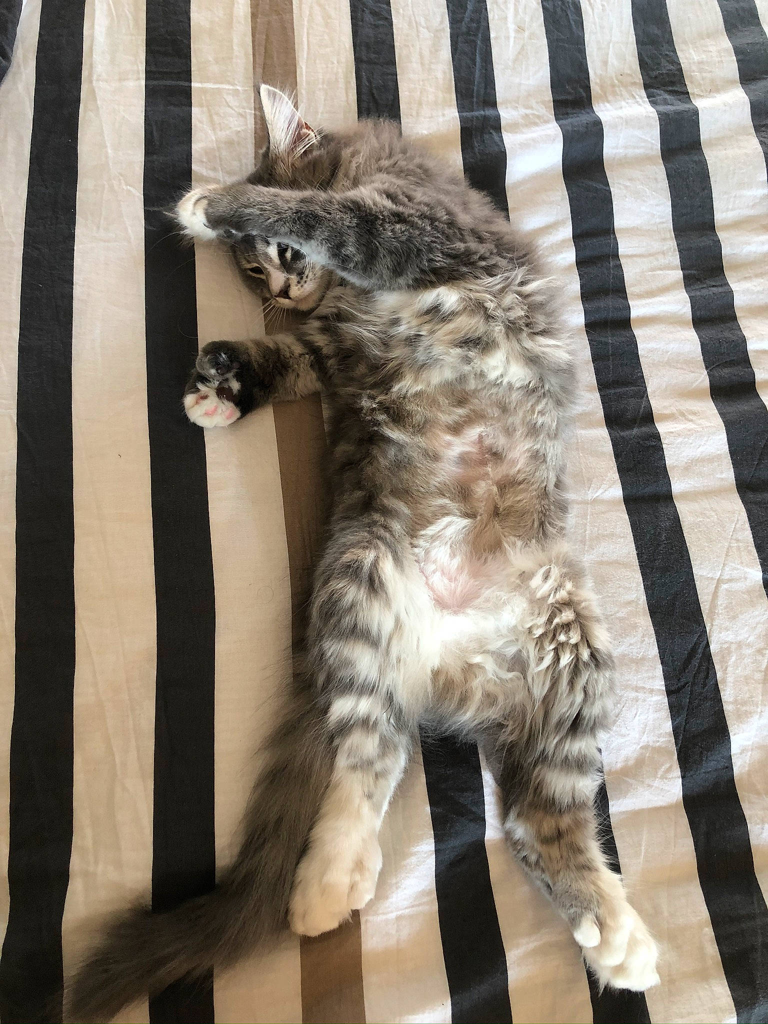 Ruby participe au concours pour gagner de l'argent avec cette photo : carnivore, cat, claw, comfort, domestic_short_haired_cat, felidae, foot, fur, grey, linens, pattern, paw, small_to_medium_sized_cats, snout, tail, terrestrial_animal, whiskers, wildlife