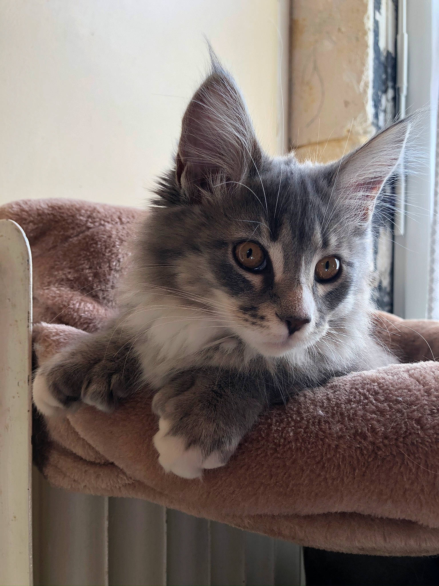 Ruby a rejoint le concours — aidez-le/la à gagner de superbes lots ! box, carnivore, cat, cat_furniture, cat_supply, claw, comfort, domestic_short_haired_cat, door, felidae, fur, grey, paw, pet_supply, small_to_medium_sized_cats, snout, tail, whiskers, window, wood