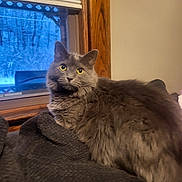 Quinny joined the competition — help win amazing prizes! animal, cat, comfortable, cozy, curious, domestic_cat, feline, fluffy, gray_cat, home, indoor, looking, pet, resting, snow, soft_fur, warm, window, wooden_frame, yellow_eyes