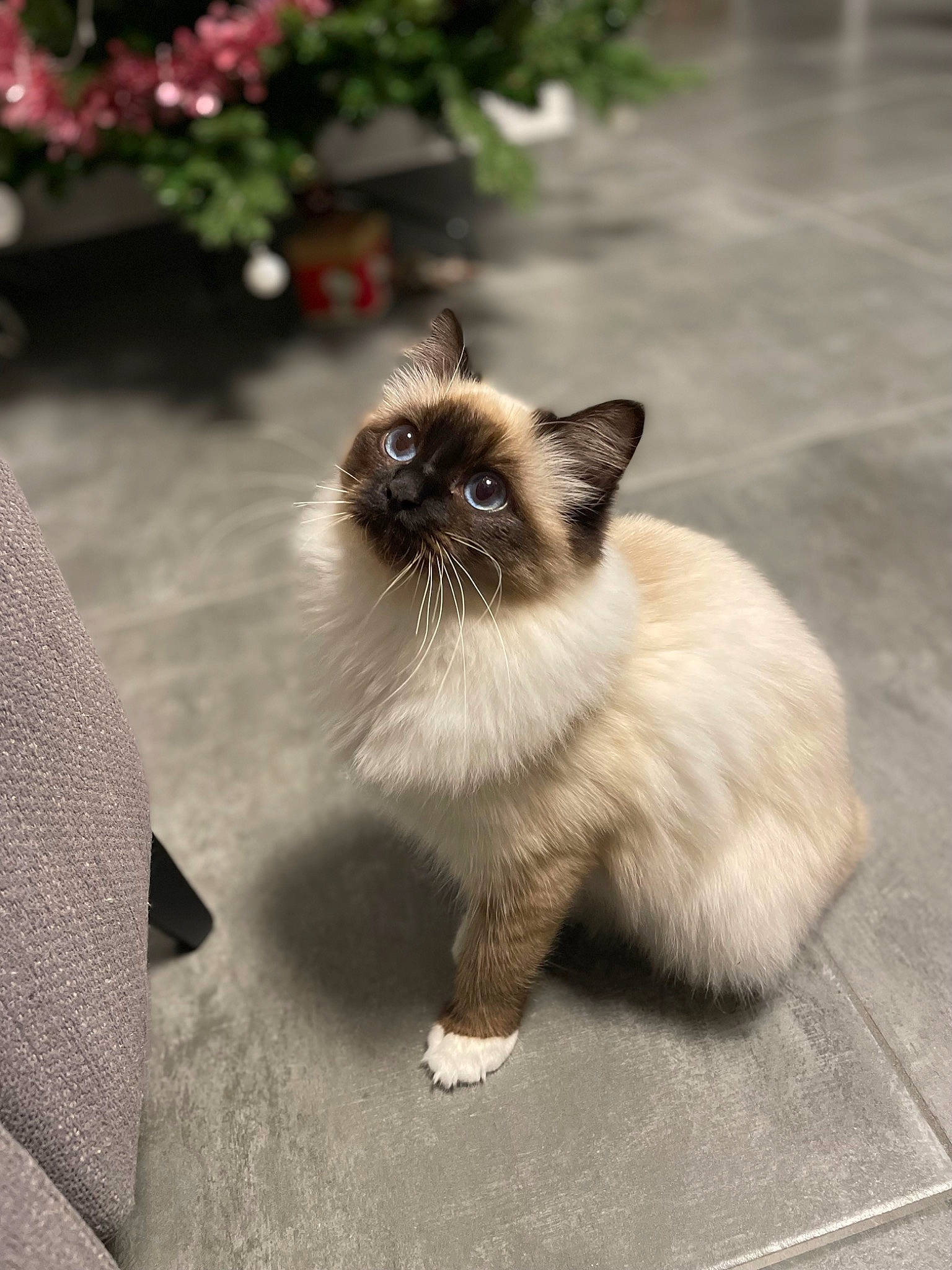 Glasgow a rejoint le concours — aidez-le/la à gagner de superbes lots ! birman, carnivore, cat, companion_dog, fawn, felidae, flower, fur, grass, plant, siamese, small_to_medium_sized_cats, tail, terrestrial_animal, whiskers