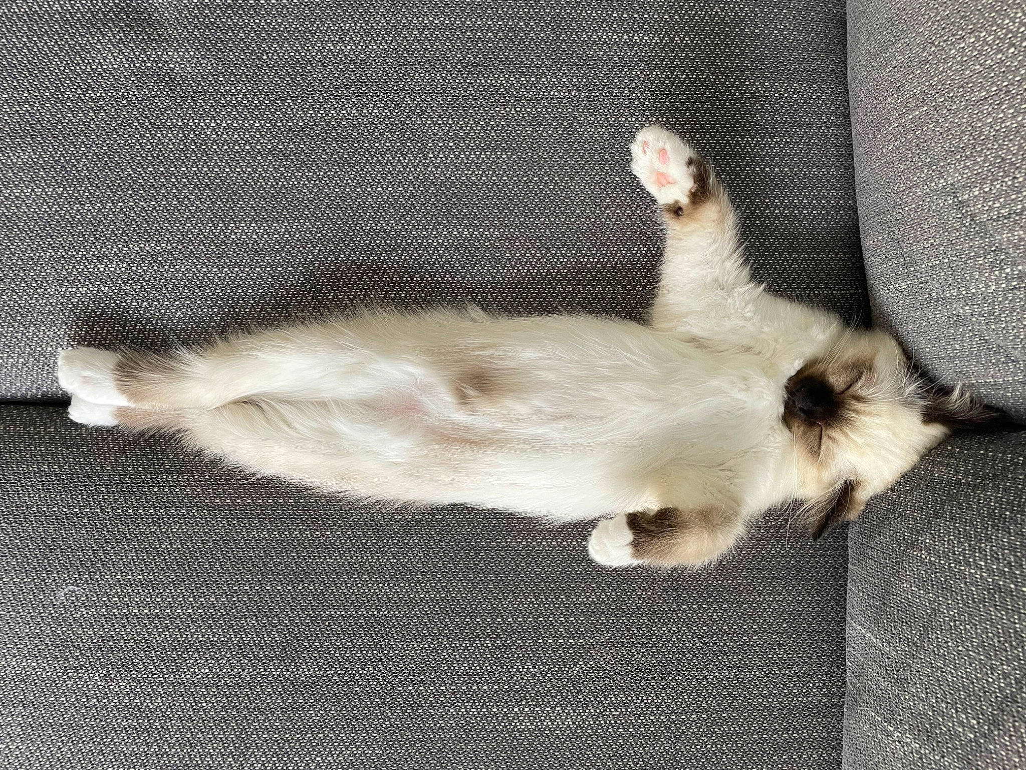 Glasgow participe au concours pour gagner de l'argent avec cette photo : canidae, carnivore, cat, claw, comfort, companion_dog, dog_breed, domestic_short_haired_cat, fawn, felidae, fur, linens, nap, paw, small_to_medium_sized_cats, sporting_group, tail, whiskers, wood