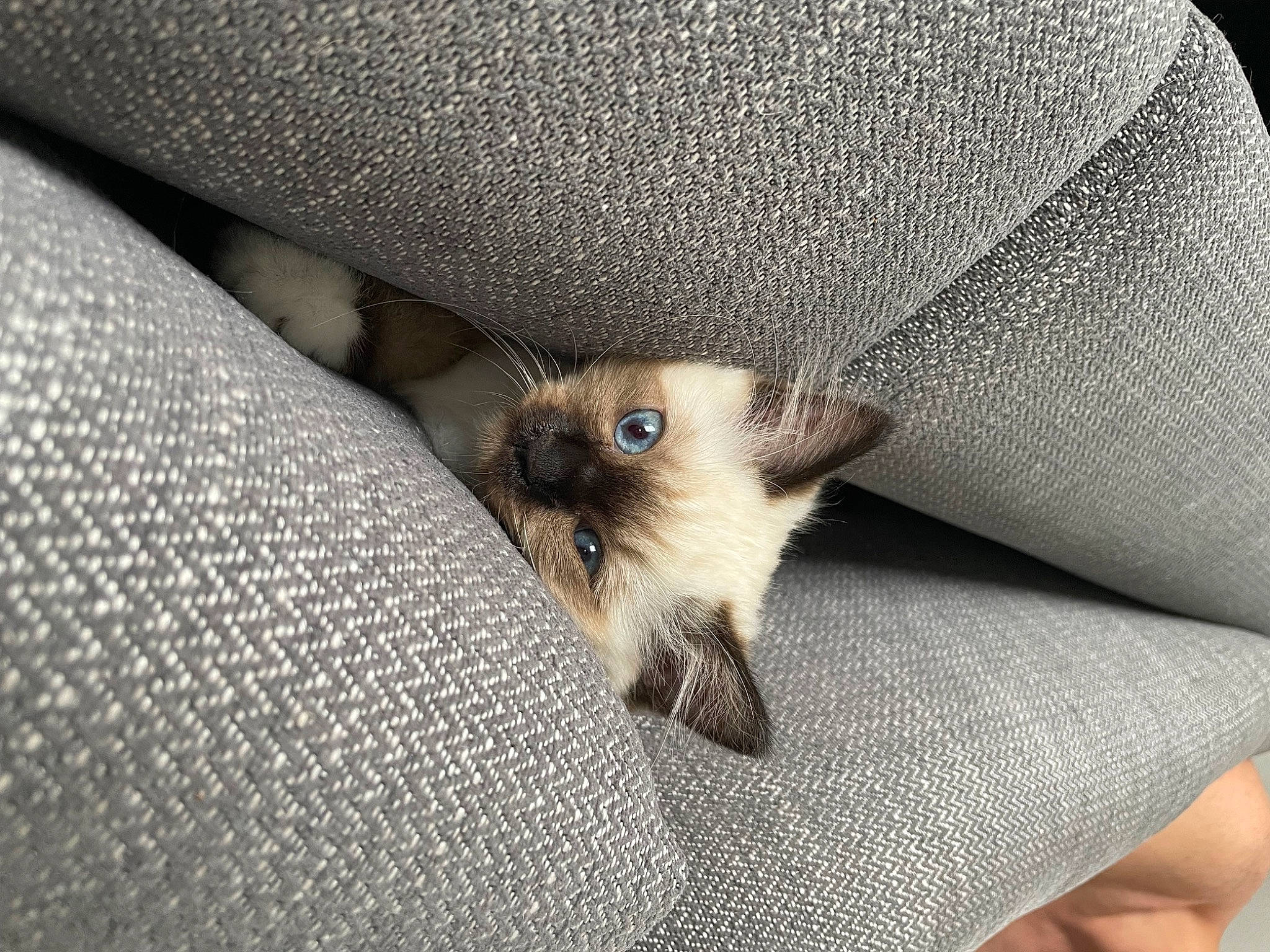 Glasgow a rejoint le concours — aidez-le/la à gagner de superbes lots ! carnivore, cat, claw, comfort, fawn, felidae, fur, paw, siamese, small_to_medium_sized_cats, snout, terrestrial_animal, whiskers