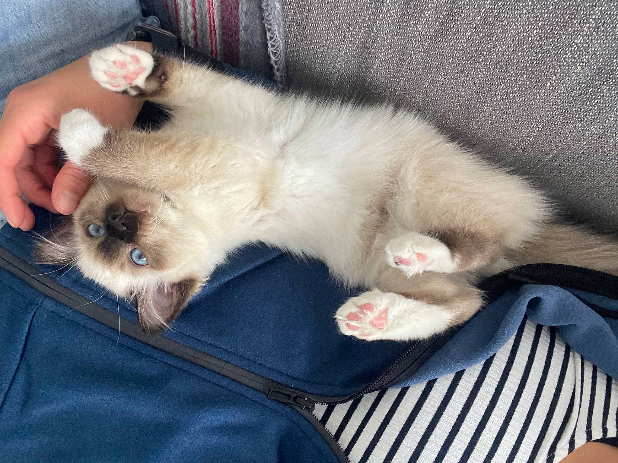 Glasgow participe au concours pour gagner de l'argent avec cette photo : canidae, carnivore, comfort, companion_dog, dog, dog_breed, fawn, felidae, foot, fur, paw, puppy_love, small_terrier, small_to_medium_sized_cats, snout, sporting_group, sunglasses, tail, toy_dog, whiskers