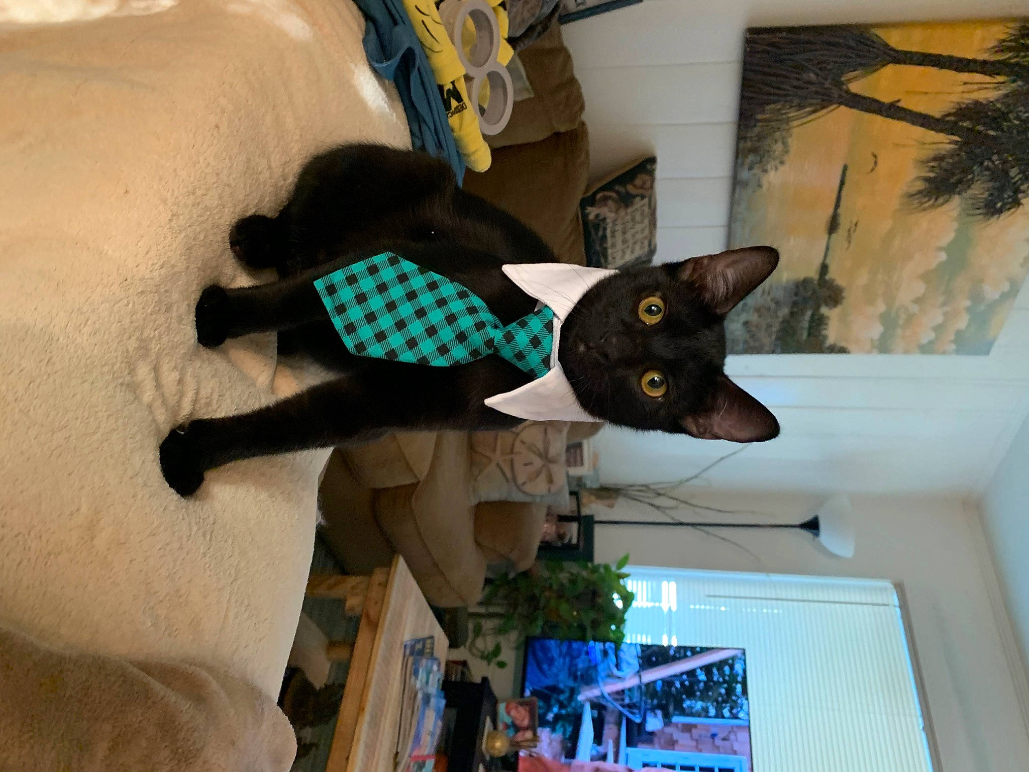 Jango joined the competition — help win amazing prizes! black_cat, building, carmine, carnivore, cat, fashion_accessory, felidae, fur, house, pattern, picture_frame, plant, room, small_to_medium_sized_cats, stuffed_toy, tail, tree, visual_arts, window