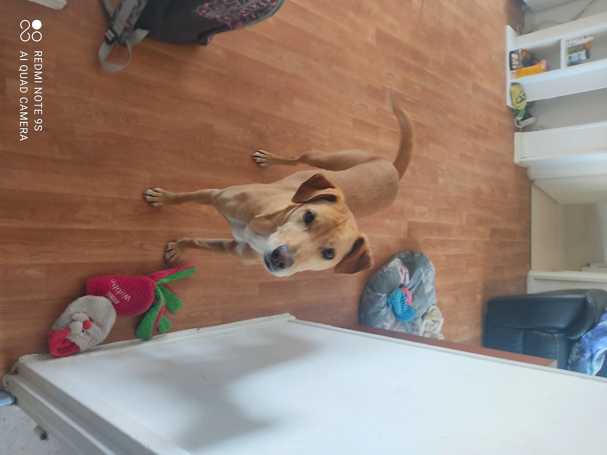 Orphée participe au concours pour gagner de l'argent avec cette photo : canidae, carnivore, comfort, companion_dog, dog, dog_breed, dog_supply, fawn, floor, flooring, hardwood, non_sporting_group, pet_supply, plastic, plywood, room, sporting_group, tail, wood, working_animal