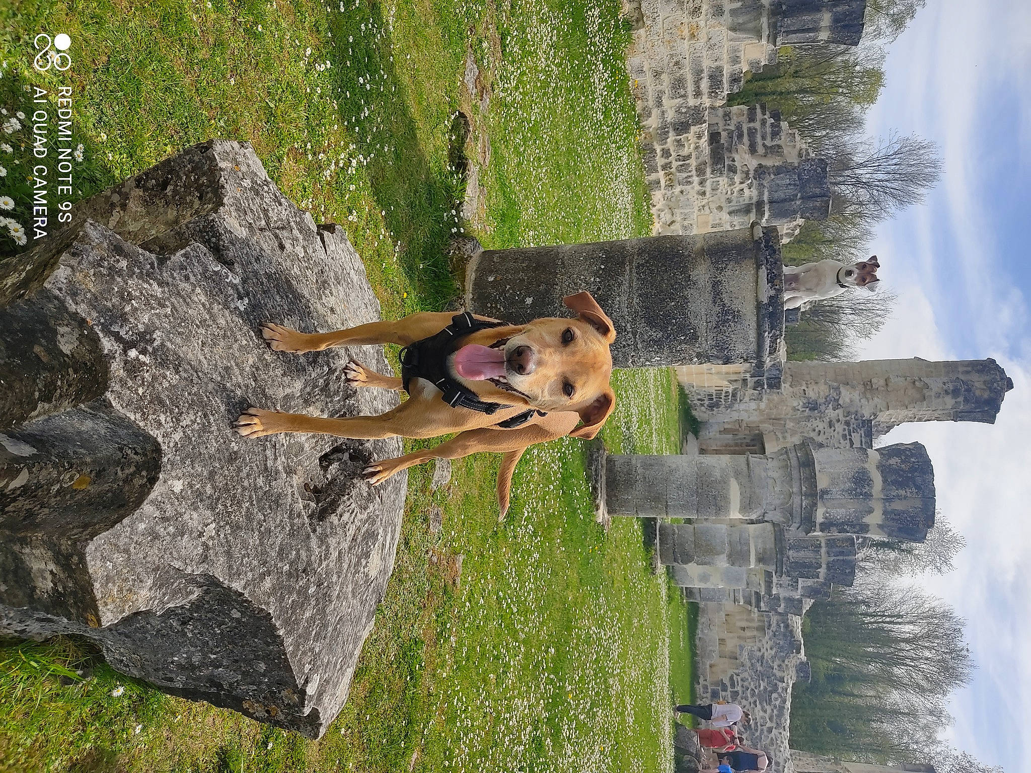 Orphée a rejoint le concours — aidez-le/la à gagner de superbes lots ! adventure, bedrock, cloud, dog, extreme_sport, fun, grass, landscape, leisure, outcrop, people_in_nature, plant, recreation, rock, sky, sport_climbing, tree, water