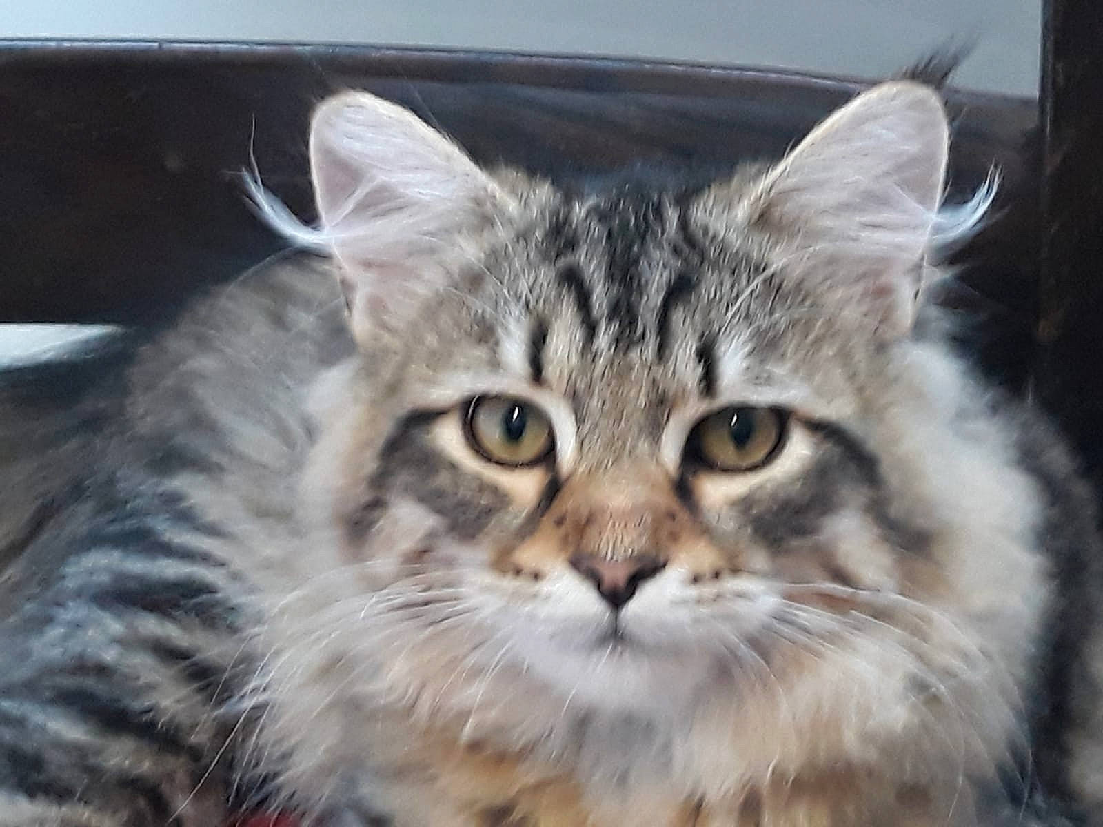 Rasta participe au concours pour gagner de l'argent avec cette photo : american_bobtail, asian, asian_semi_longhair, british_semi_longhair, carnivore, cat, domestic_long_haired_cat, domestic_short_haired_cat, dragon_li, european_shorthair, felidae, mammal, norwegian_forest_cat, pixie_bob, siberian, small_to_medium_sized_cats, tabby_cat, vertebrate, whiskers, wild_cat