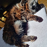 Kiki participe au concours pour gagner de l'argent avec cette photo : cats, cat, feline, two_cats, fluffy, fur, brown_cat, gray_cat, folded_ears, whiskers, green_eyes, sunlight, sunbeam, relaxed, lying_down, cuddling, chair, fabric, indoor, pet