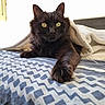 Kiki participe au concours pour gagner de l'argent avec cette photo : cat, black_cat, pet, animal, feline, yellow_eyes, whiskers, ears, fur, paw, bed, blanket, bedding, bedroom, indoor, relaxed, lying_down, close_up, portrait, patterned_fabric