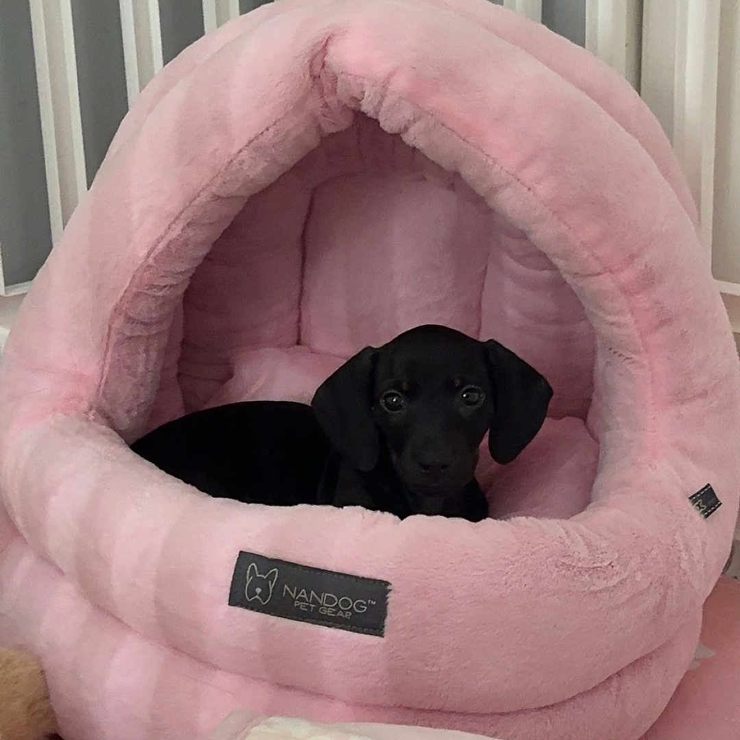 Willow joined the competition — help win amazing prizes! adorable, animal, blanket, comfort, cozy, cute, dog, fluffy, furniture, home, indoor, looking_at_camera, pet_bed, pink, plush, puppy, resting, small_dog, soft, young_dog