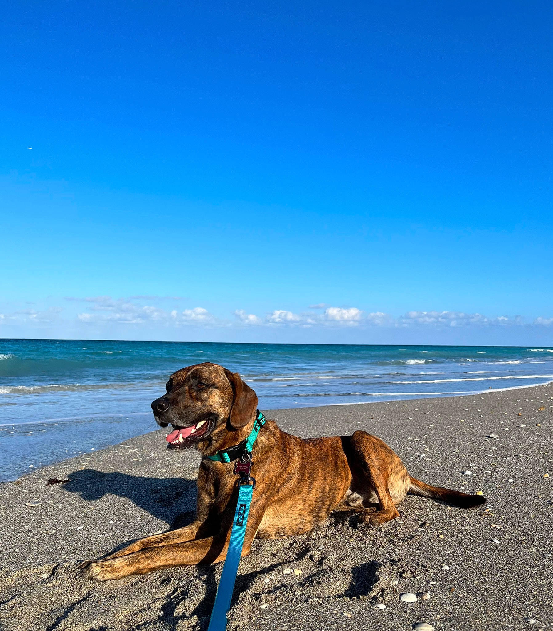 Bruno joined the competition — help win amazing prizes! beach, body_of_water, carnivore, cloud, collar, companion_dog, dog, dog_breed, dog_collar, fawn, lake, landscape, leash, liver, pet_supply, sky, sporting_group, water, wood, working_animal