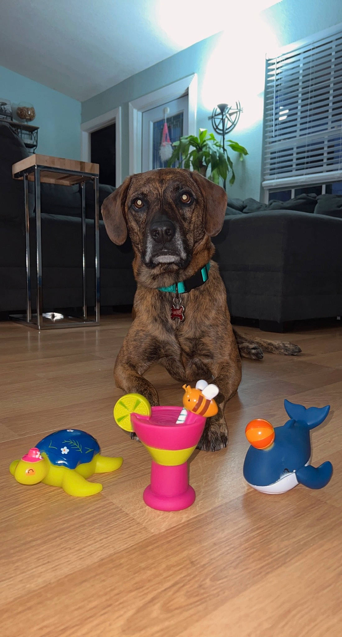 Bruno is registered to the contest to win money with this photo: art, blue, carnivore, collar, companion_dog, dog, dog_breed, dog_collar, dog_supply, fawn, flooring, liver, party_supply, pet_supply, plastic, snout, toy, window, wood, working_animal