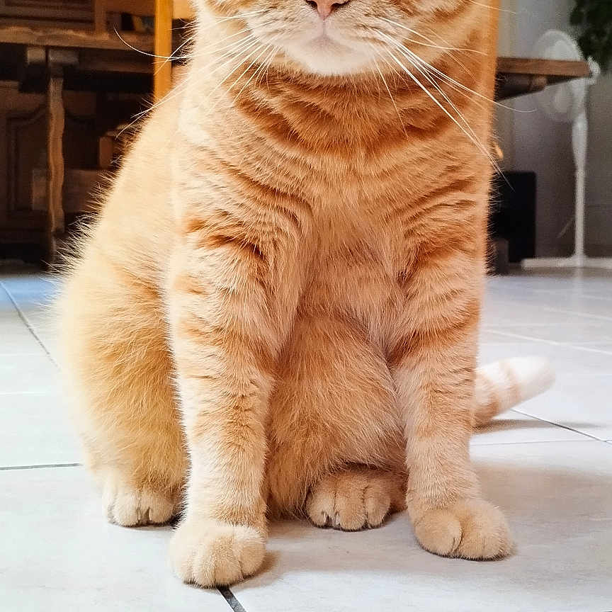 Unique a rejoint le concours — aidez-le/la à gagner de superbes lots ! animal, cat, closeup, cute, domestic, ears, feline, floor, fur, home, indoor, lamp, mammal, orange_tabby, pet, portrait, sitting, tile, whiskers, wooden_furniture