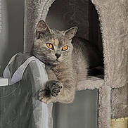 Peaches joined the competition — help win amazing prizes! cat, gray_cat, amber_eyes, cat_tree, plush, paw, relaxed, indoor, feline, pet, star_pattern, bag, cozy, sitting, portrait, animal, cute, whiskers, ears, fur