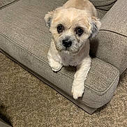 Balency joined the competition — help win amazing prizes! adorable, animal, canine, carpet, companion, couch, cute, dog, fluffy, friendly, fur, home, indoor, living_room, looking_up, paw, pet, sitting, small_dog, tail