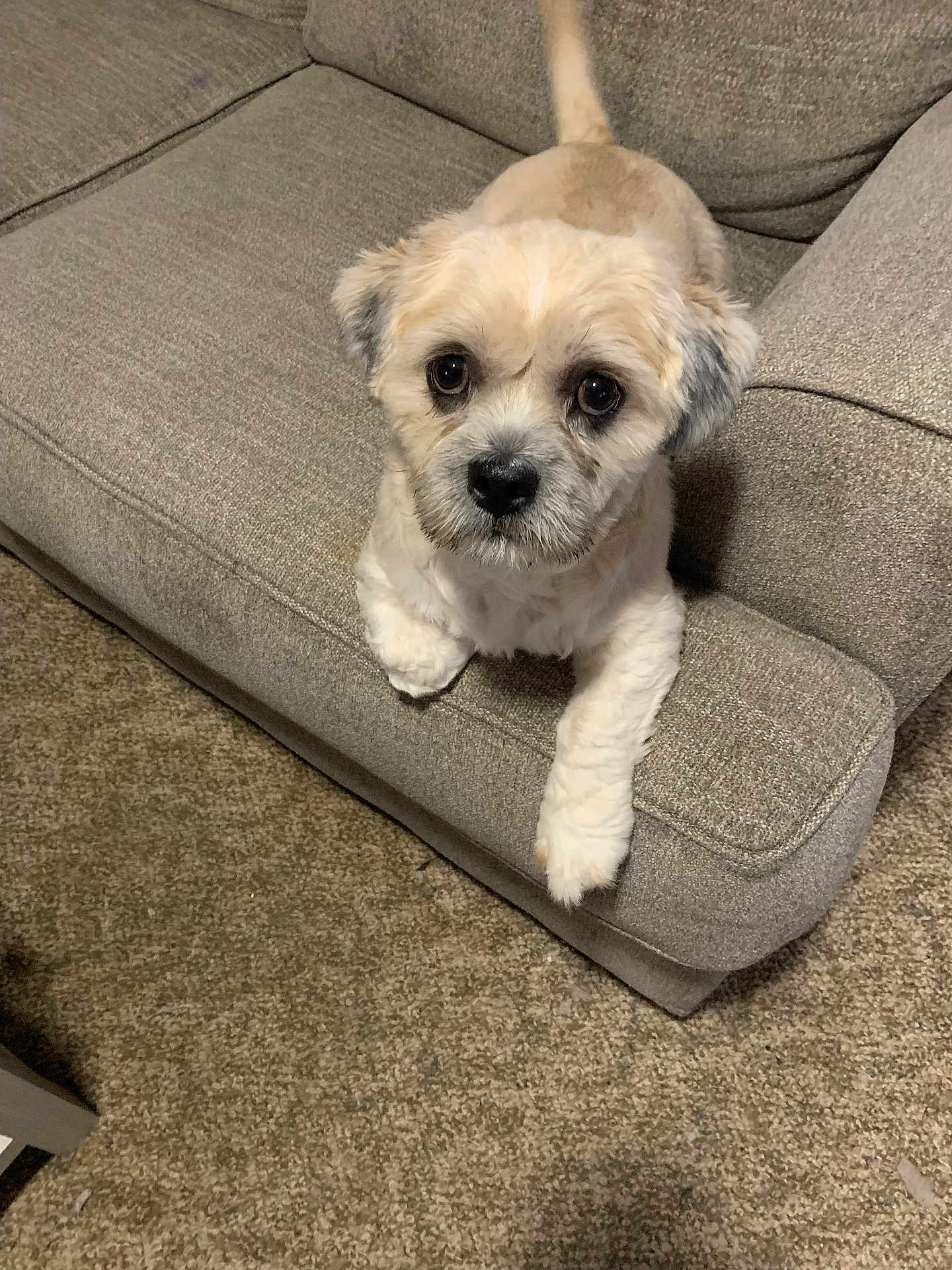 Balency joined the competition — help win amazing prizes! adorable, animal, canine, carpet, companion, couch, cute, dog, fluffy, friendly, fur, home, indoor, living_room, looking_up, paw, pet, sitting, small_dog, tail