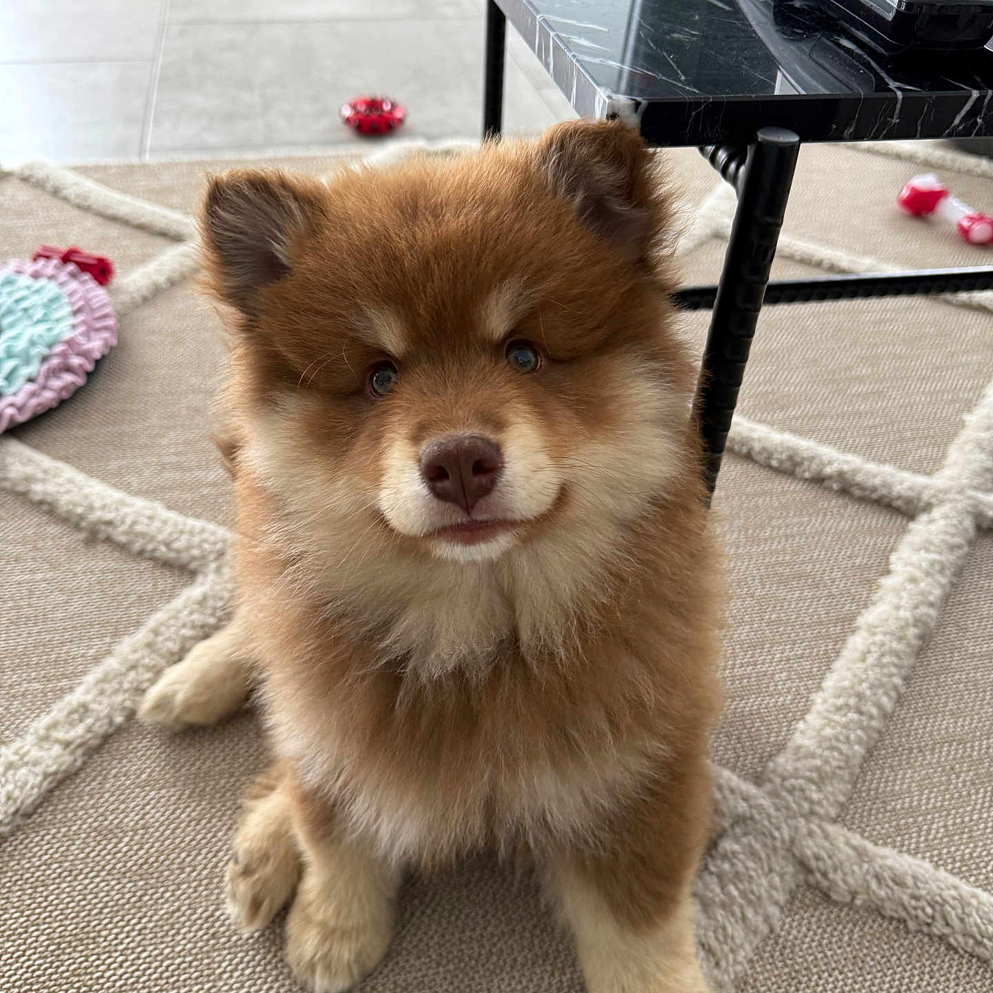 Aïko participe au concours pour gagner de l'argent avec cette photo : adorable, animal, brown, curious, cute, dog, floor, fluffy, furniture, home, indoor, pet, playful, puppy, remote_control, rug, sitting, table, toy, young