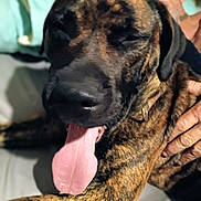 Runt Runt is registered to the contest to win money with this photo: bed, big_dog, brindle_coat, canine, close_up, collar, companionship, dog, fur, happy, indoor, muzzle, owner_hand, person, pet, petting, pillow, portrait, sleepy, tongue_out