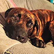 Runt Runt joined the competition — help win amazing prizes! dog, brindle, lounging, cushion, chair, indoor, pet, relaxed, soft, cozy, fur, paw, nose, ear, head, animal, home, domestic, furniture, resting
