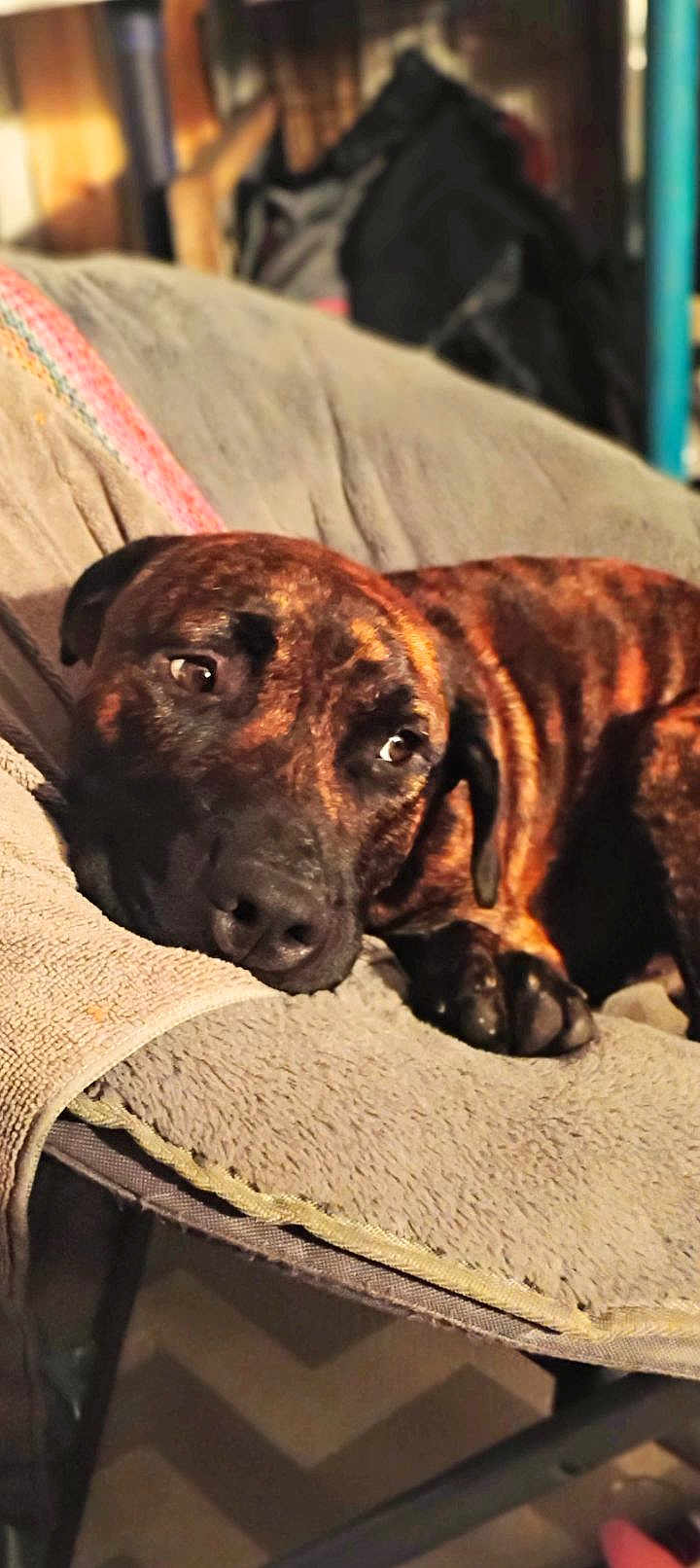 Runt Runt joined the competition — help win amazing prizes! dog, brindle, lounging, cushion, chair, indoor, pet, relaxed, soft, cozy, fur, paw, nose, ear, head, animal, home, domestic, furniture, resting