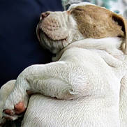 Halo joined the competition — help win amazing prizes! dog, sleeping, close_up, fur, pet, relaxed, animal, rest, cute, white, brown, paw, canine, indoors, cozy, nap, portrait, mammal, companion, peaceful