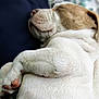 dog, sleeping, close_up, fur, pet, relaxed, animal, rest, cute, white, brown, paw, canine, indoors, cozy, nap, portrait, mammal, companion, peaceful