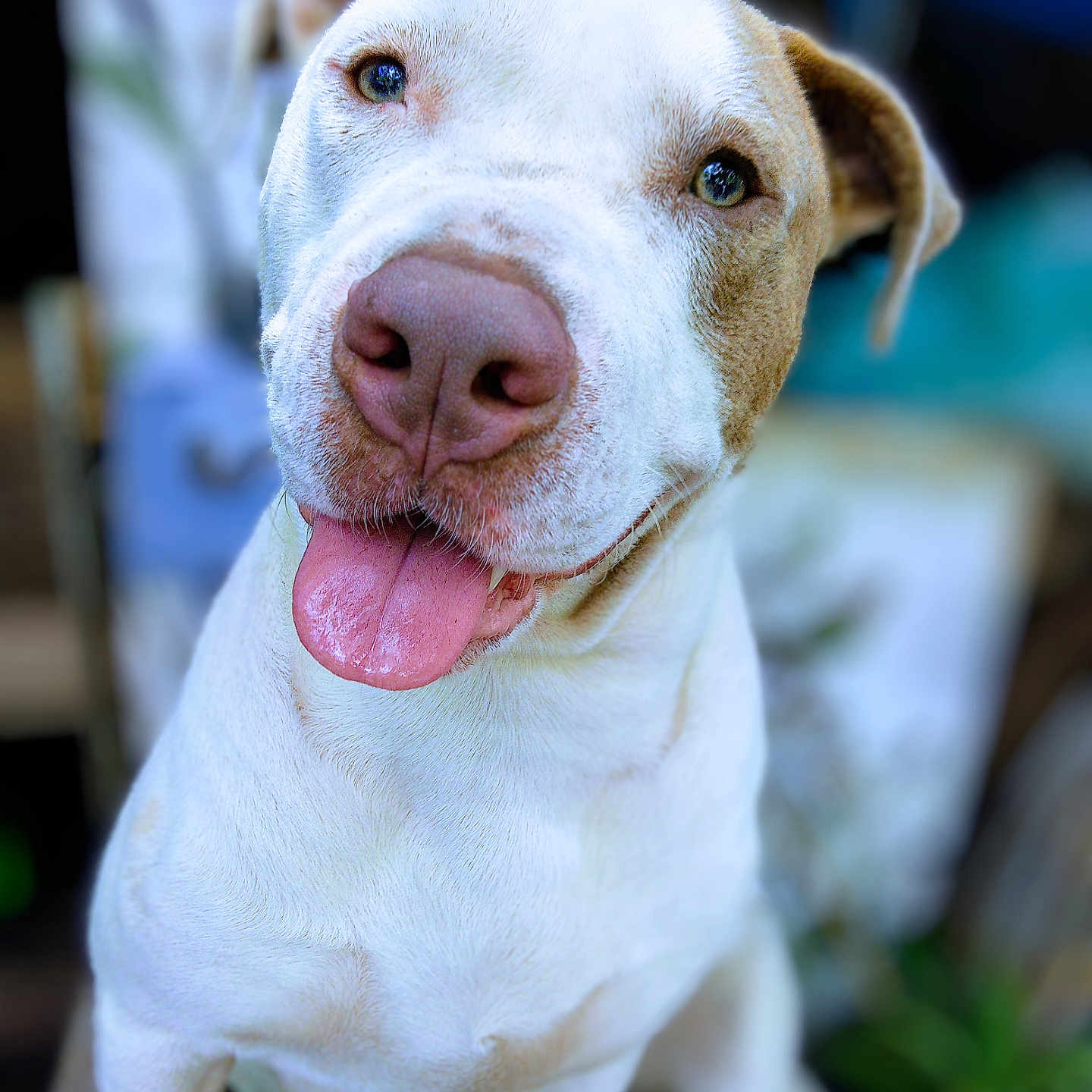 Halo joined the competition — help win amazing prizes! animal, blurred_background, brown_patch, canine, close_up, cute, dog, domestic, ears, face, friendly, happy, nose, outdoor, pet, portrait, sitting, smiling, tongue_out, white_fur