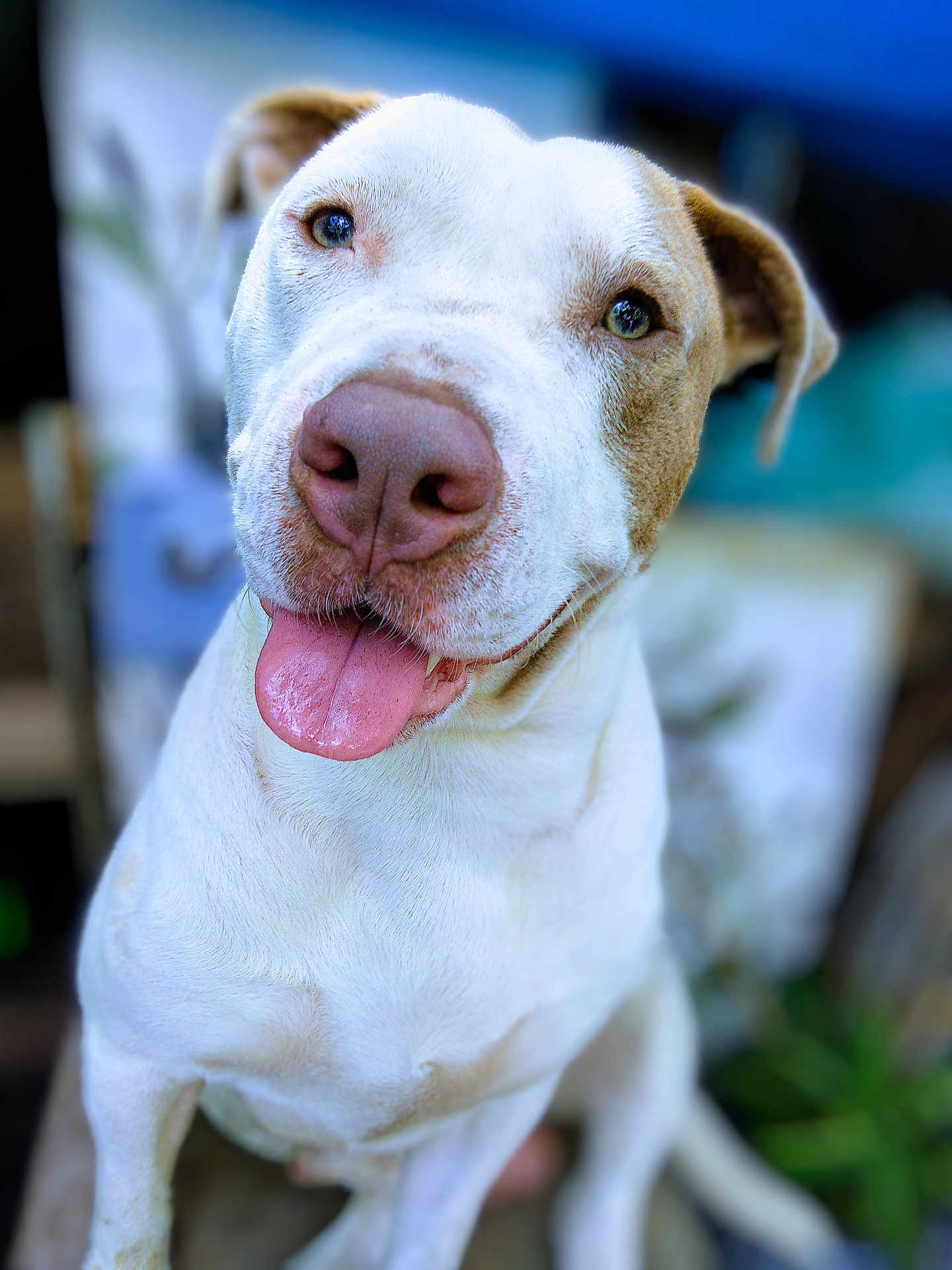 Halo joined the competition — help win amazing prizes! dog, canine, pet, animal, tongue_out, face, nose, ears, white_fur, brown_patch, happy, smiling, close_up, portrait, sitting, outdoor, blurred_background, friendly, cute, domestic