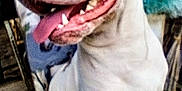 Halo is registered to the contest to win money with this photo: dog, canine, pet, tongue_out, happy, close_up, sitting, outdoor, animal, face, mouth, teeth, fur, ears, nose, plant, blurred_background, daylight, domestic_animal, companion