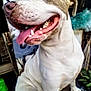 dog, canine, pet, tongue_out, happy, close_up, sitting, outdoor, animal, face, mouth, teeth, fur, ears, nose, plant, blurred_background, daylight, domestic_animal, companion