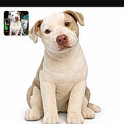 Halo joined the competition — help win amazing prizes! adorable, animal, closeup, cute, dog, ears, isolated, looking_at_camera, mobile_screenshot, muzzle, paws, pet, portrait, puppy, sitting, studio_photo, thumbnail, watermark, website, white_background