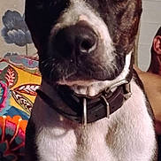 Sophia is registered to the contest to win money with this photo: attention, blanket, brindle, chest, close_up, collar, colorful, couch, dog, eyes, fur, human, indoor, nose, person_partial, pet, portrait, sitting, snapshot, whiskers