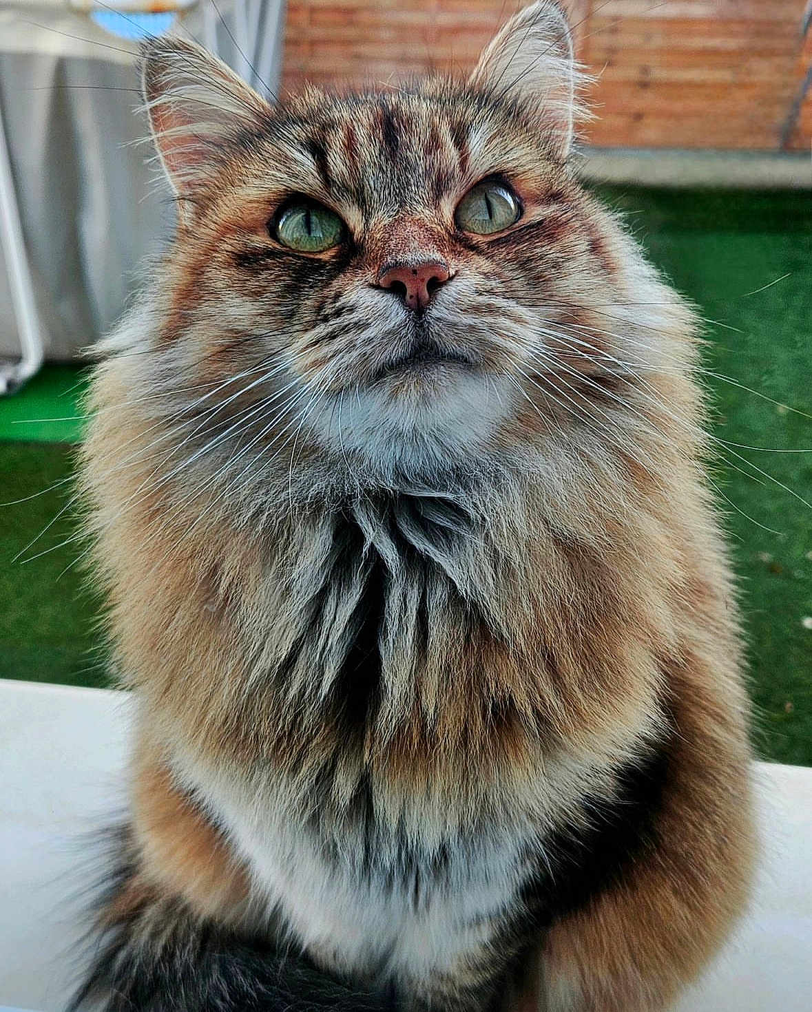 Maya