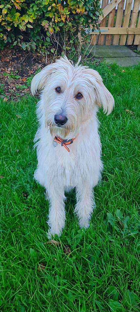 Lola is registered to the contest to win money with this photo: canidae, carnivore, companion_dog, dog, dog_breed, dog_collar, grass, grassland, groundcover, plant, small_terrier, tail, terrier, water_dog, working_animal