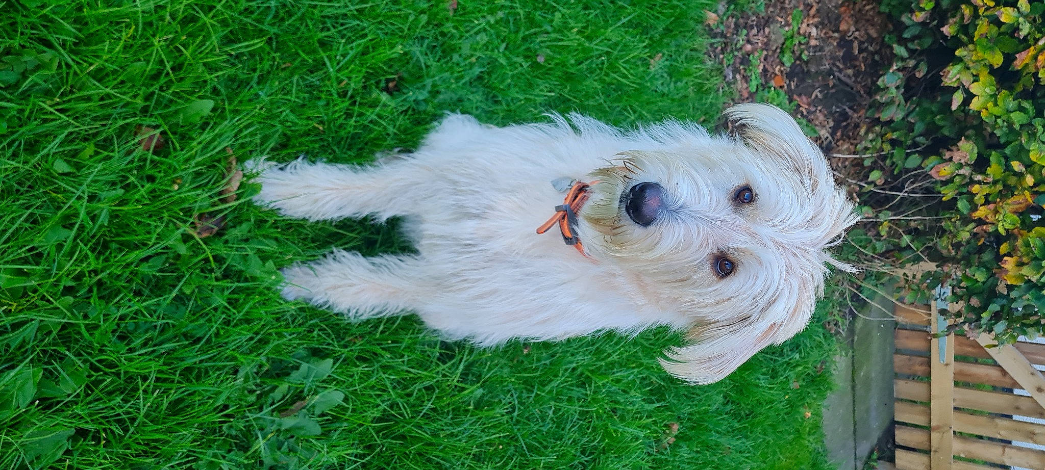 Lola joined the competition — help win amazing prizes! canidae, carnivore, collar, companion_dog, dog, dog_breed, dog_clothes, dog_collar, dog_supply, fawn, fur, grass, maltepoo, non_sporting_group, plant, puppy, small_terrier, tail, terrier, toy_dog